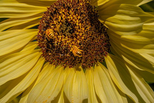 These honey bees on a sunflower blossom are engaging in pollination, a crucial process for the reproduction of flowering plants. Honey bees are known pollinators that transfer pollen from the male parts (anthers) to the female parts (stigma) of flowers, facilitating the production of seeds and fruits.  This mutualistic relationship between honey bees and sunflowers highlights the interconnectedness of various species in ecosystems, emphasizing the importance of pollinators in maintaining biodiversity and supporting food production.  These two bees on a sunflower blossom were photographed in Edgewood, Washington State, USA.