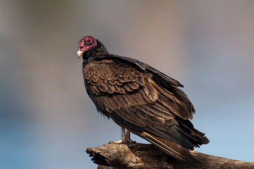 The Turkey Vulture (Cathartes aura), also known as the buzzard, is the most widespread of the North and South American vultures.  Its common name comes from a bald red head and dark plumage which resembles that of a male wild turkey.  The range of the turkey vulture is from southern Canada to the tip of South America.  It inhabits a variety of habitats including forests, shrublands, pastures and deserts.  The turkey vulture is a scavenger with a keen sense of smell and eyesight which enables it to find dead and decaying animals (carrion), its main source of food.  In flight, they rely on thermals and need to flap their wings infrequently.  The turkey vulture roosts in large communal groups and nests in hollow trees, caves and thickets.  They usually raise two chicks a year which they feed through regurgitation.  This vulture was photographed while perched in a tree on Campbell Mesa in the Coconino National Forest near Flagstaff, Arizona, USA.