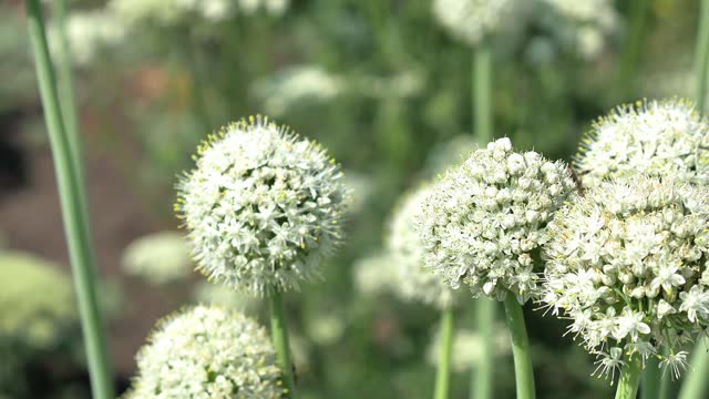 White spherical onion flowers growing in a field in the garden, in sunny weather, growing seeds. Bees and insects pollinate and fly around, collecting nectar and pollen