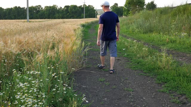 A male farmer in a white cap, sandals, a blue sweatshirt, and plaid shorts walks along a golden field along a dirt road inspecting the site and the maturity of the crop. Selective focus