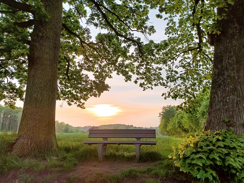 A tranquil, idyllic and peaceful natural scenery depicting an empty bench situated between two massive and tall trees and a forest, an agricultural field and the setting sun in the background taken from personal perspective and walking point of view