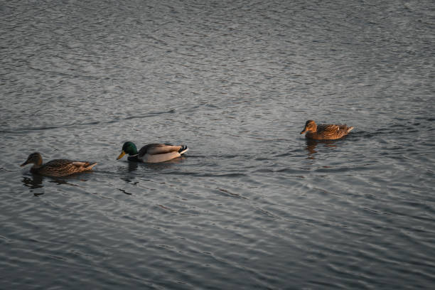 istock Kyiv, Ukraine - December 19, 2023: After the lake thawed, ducks flew there. 1902550981