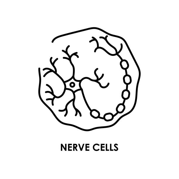 Brain neuron cell color line icon. Microorganisms microbes, bacteria. Brain neuron cell color line icon. Microorganisms microbes, bacteria. Vector isolated element. Editable stroke. medulla stock illustrations