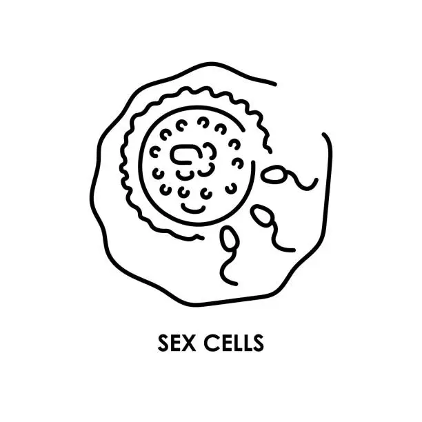 Vector illustration of Sex cells color line icon. Microorganisms microbes, bacteria.