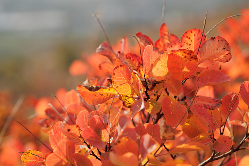 Macro view, with blurred background, of the bright yellow, orange and red leaves of an European Smoketree plant (Cotinus coggygria), illuminated by the sunlight, in autumn