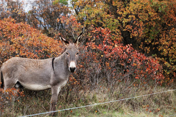 자연 환경에서, 가을에 덤불 사이에서 풀을 뜯는 당나귀 - mule animal profile animal head 뉴스 사진 이미지