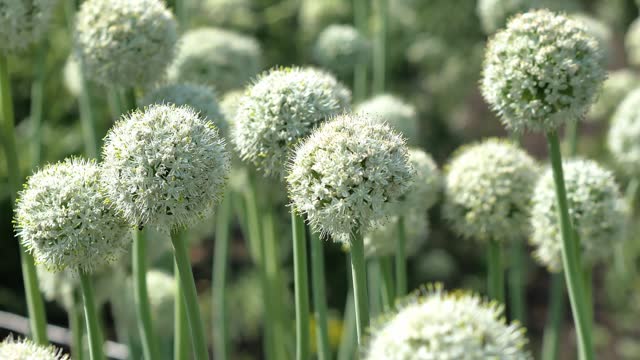 There are many white spherical onion flowers growing in the field in the garden, in sunny weather, growing seeds. Bees pollinate and fly around