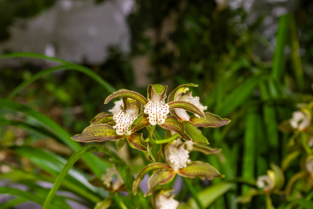 yellow orchid bloom closeup, elegant cymbidium tortisepalum in spring,  one of the famous traditional chinese flowers
