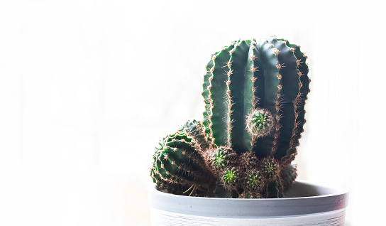 Cactus with small cacti isolated on white background