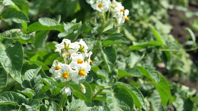 Potato blooming in the garden or in the field of white flowers. Growing vegetables is not a genetically engineered product