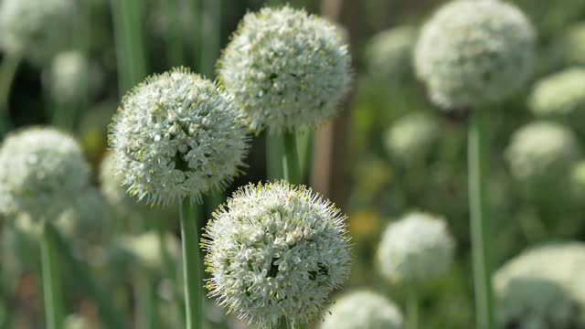 White balls of blooming onions growing in a field in the garden swing in the wind, growing seeds. Bees pollinate and fly around