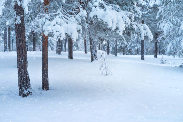 istock Winter  landscape with snowy forest. 1902584051