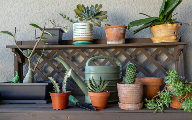 istock Wide angle view of potting bench with plants 1902610890