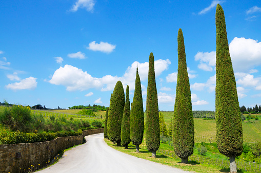 Country Road in Chianti region, Tuscany, Italy.