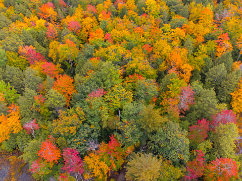 aerial view of autumn colorful forest