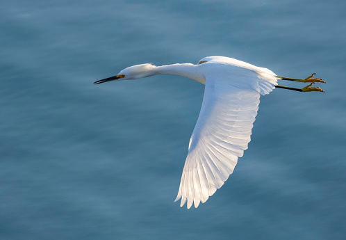 A white Snowy Egret flies past over a lagoon