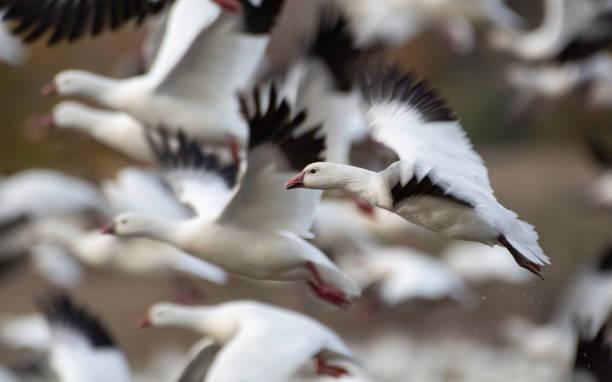 istock Front of the Goose Grind 1902642436