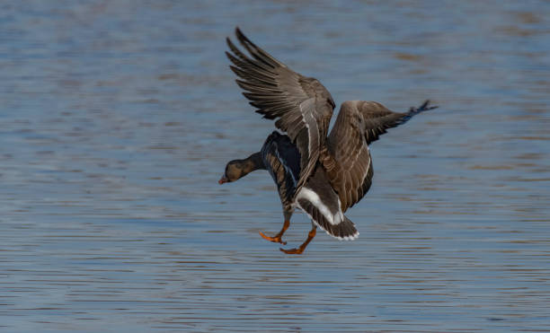 istock The Back of a Landing Goose 1902642964