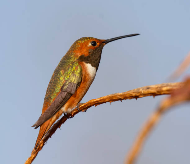istock Green Backed Allen's Hummingbird 1902644047