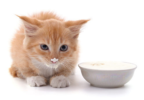 Red kitten and sour cream isolated on a white background.