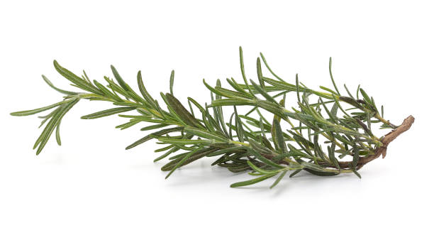 istock Branch of green rosemary. 1902648297