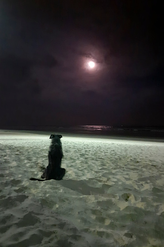 Dog looking at the moon on a beach in Brazil