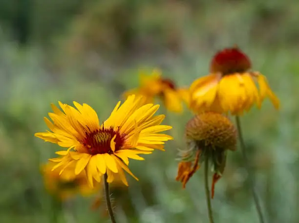 A group of wild Great Blanketflowers in the Colorado mountains