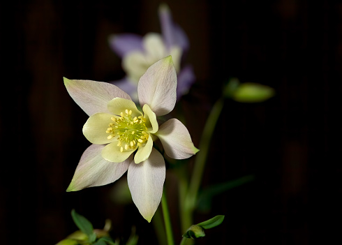 Pale Columbine Flower in the early morning sun