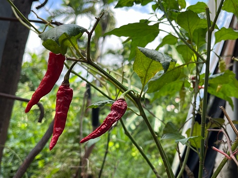 Dried red chilies on the stalk