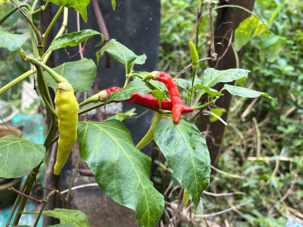 istock Hot Fresh red and green chilies on the stalk 1902697872