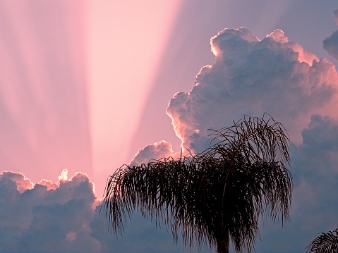 A pink colored sunset with corpuscular sun rays glancing over towering cumulus clouds. The warm and moist Florida environment provides the elements for colorful sunrises and sunsets.