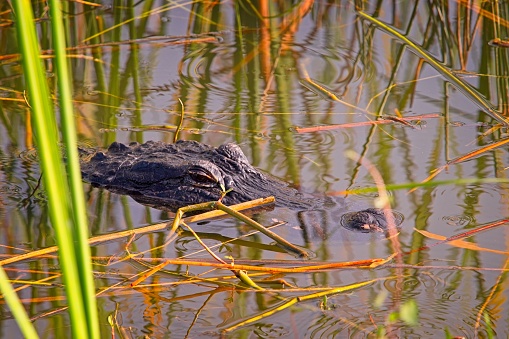 Scaly tail of a large crocodile