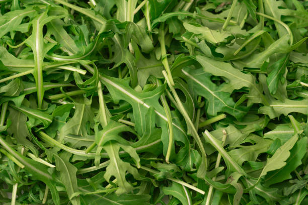 istock Fresh leaves of arugula as a background. 1902713041