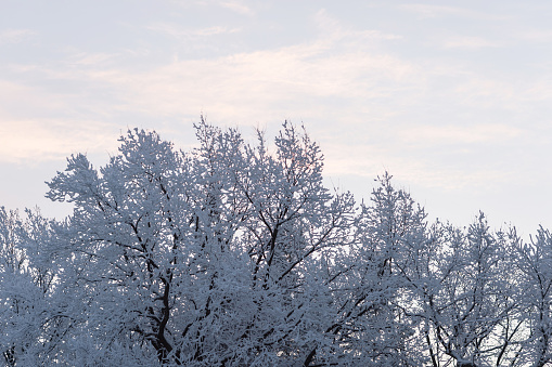 Winter trees in a snow after snowfall on the sky background. Russia