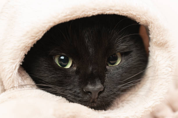 istock Portrait of a black cat peeking out from under a blanket during a cold snap 1902717199