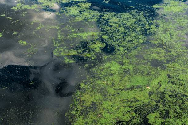 Cyanobacteria polluted water green color smooth surface background