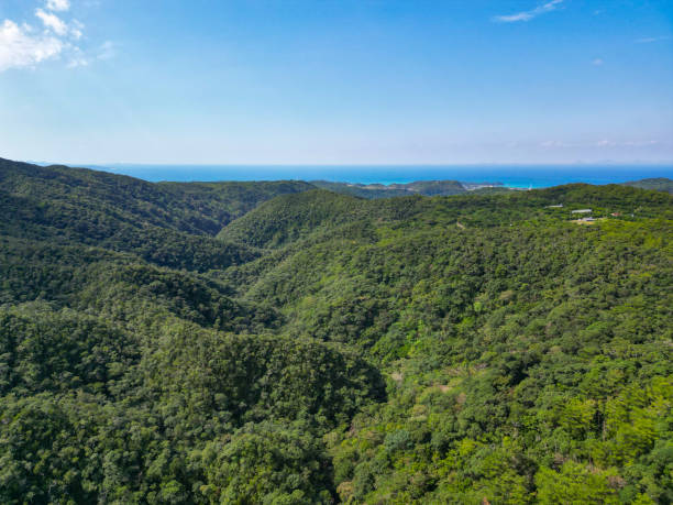 やんばるの森の空中写真、沖縄、日本