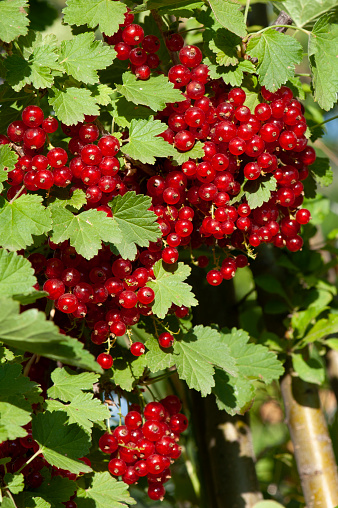 Red currants ready for picking in autumn
