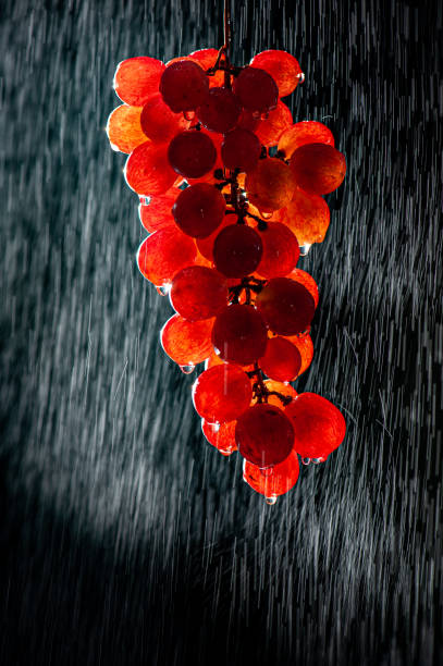 Bunch of red grapes in the rain