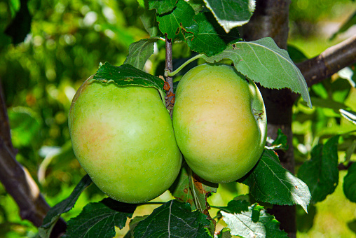 Two green apples on a branch