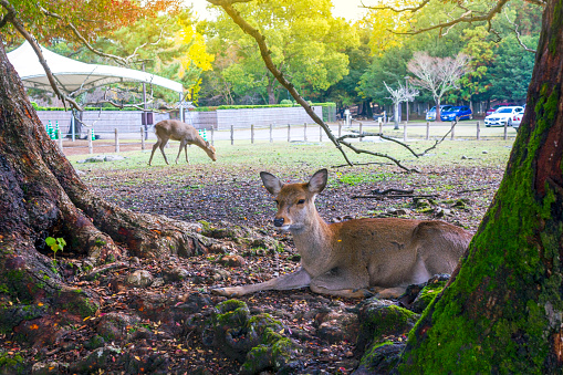 A cute deer is resting between the trees in Nara park, Japan.