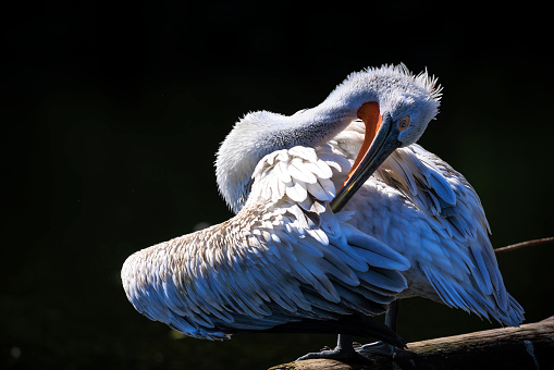 Closeup of a Dalmatian pelican Pelecanus crispus