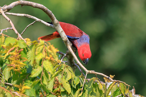 Closeup of a Moluccan eclectus, Eclectus roratus, parrot bird perched in a rainforest