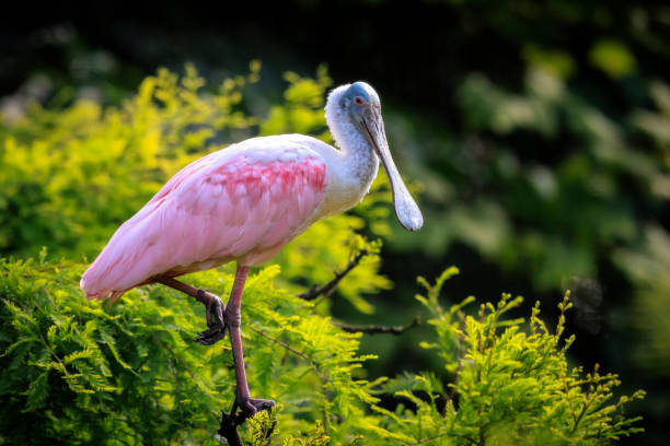 istock Closeup of a Roseate spoonbill Platalea ajaja perched in a tree 1902741919