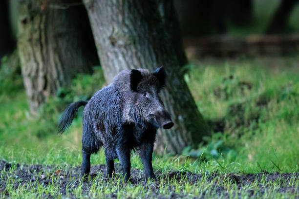 istock A wild boar, swine or pig, Sus scrofa, foraging in a forest during dusk. 1902742280