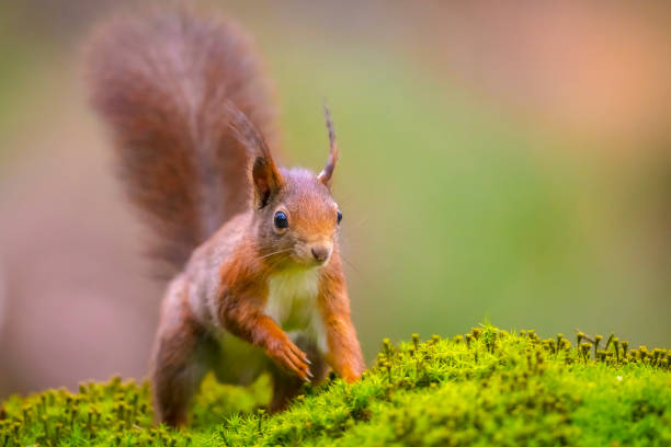 istock Eurasian red squirrel, Sciurus vulgaris, in a forest 1902742476
