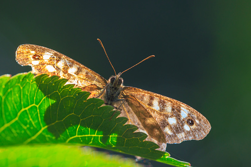 Side view of a speckled wood butterfly, Pararge aegeria. Resting on a leaf in a forest with open wings