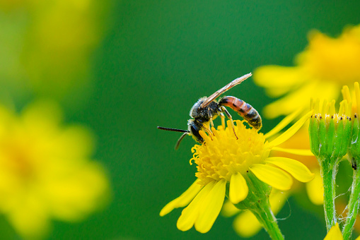 Closeup of a lasioglossum calceatum, a Palearctic species of sweat bee, pollinating on a yellow flower.