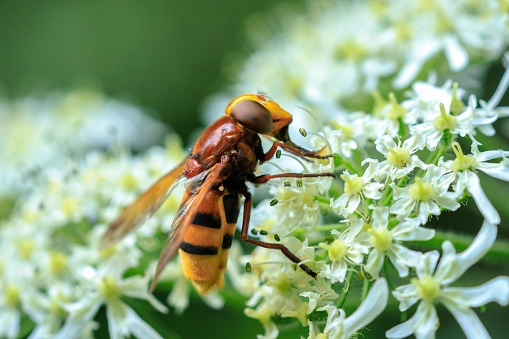 Closeup of a Volucella zonaria, the hornet mimic hoverfly, feeding nectar on white flowers