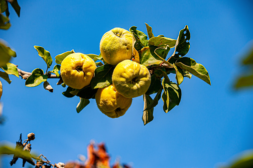 Quinces on tree branch